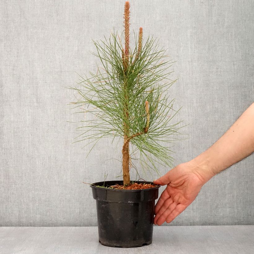 Exemplar von Pinus ponderosa - Ponderosa-Kiefer Topf mit 3L/4L wie im Frühjahr geliefert