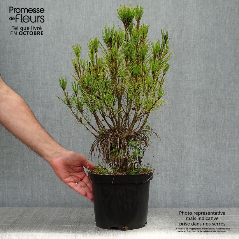 Example of Pinus densiflora Alice Verkade - Japanische Kiefer Topf mit 4L/5L as you get in automne