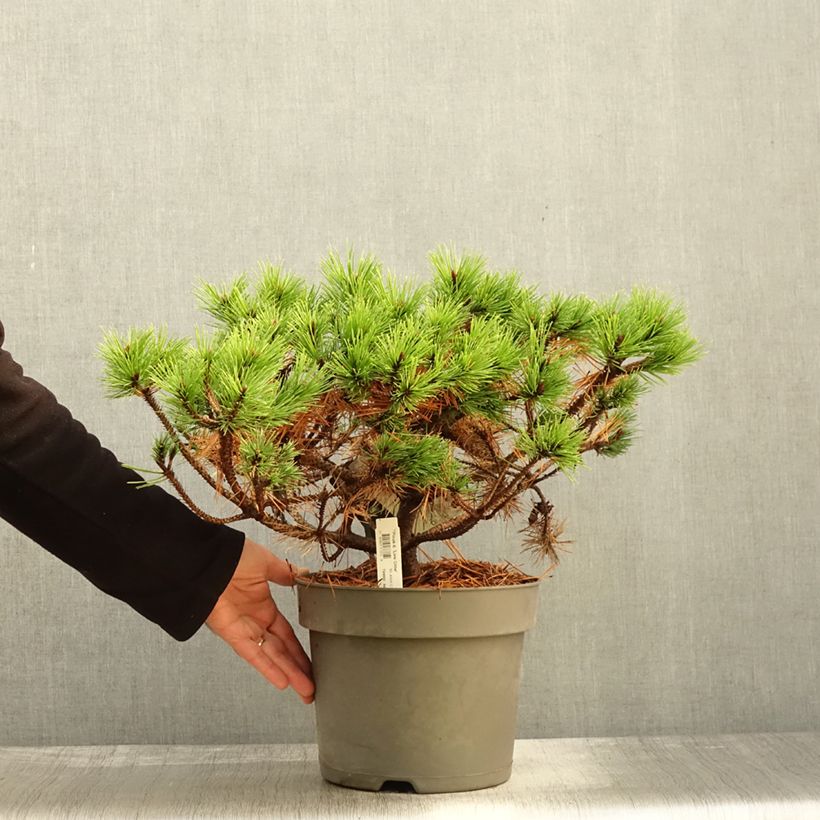 Example of Pinus densiflora Low Glow - Japanische Kiefer Topf mit 7,5L/10L as you get in automne
