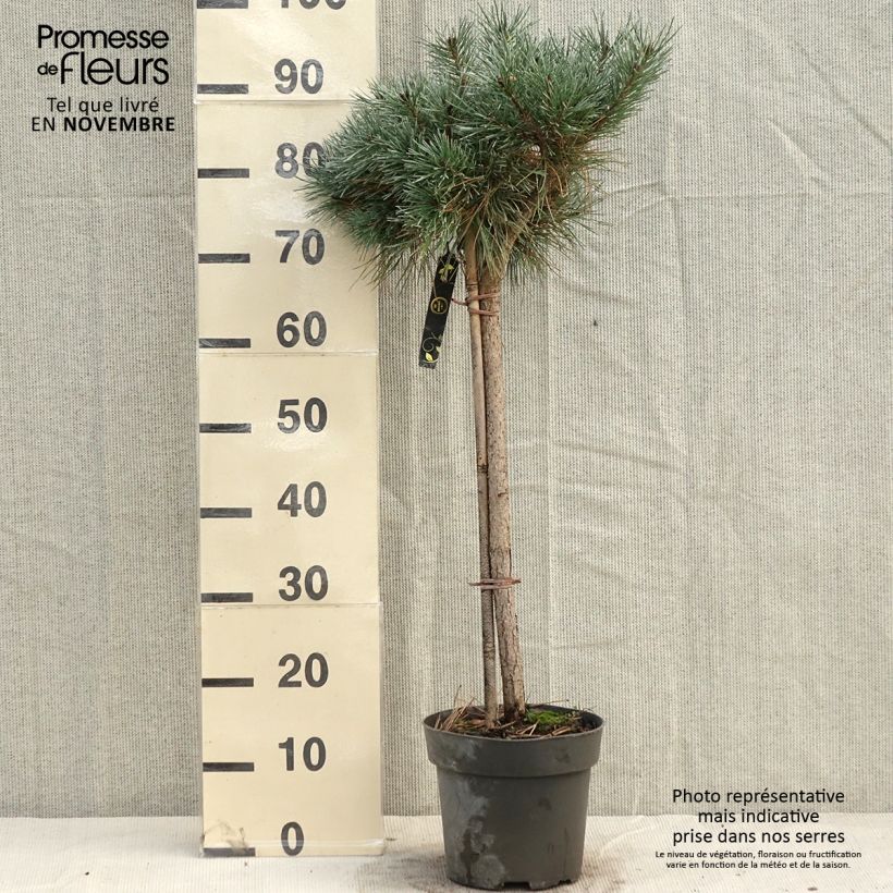Example of Pinus sylvestris Chantry Blue - Wald-Kiefer Stück as you get in automne