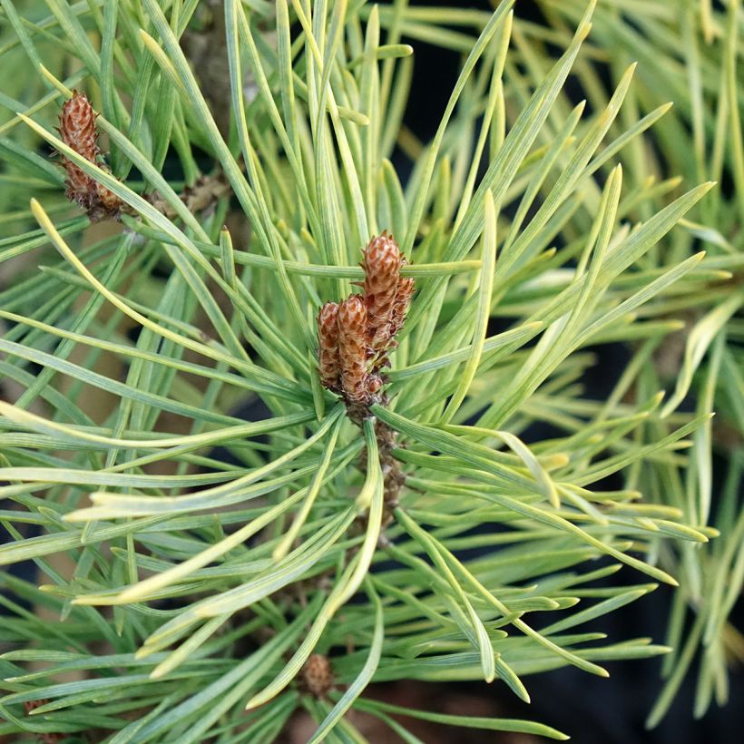 Pinus sylvestris Wintergold - Wald-Kiefer (Laub)