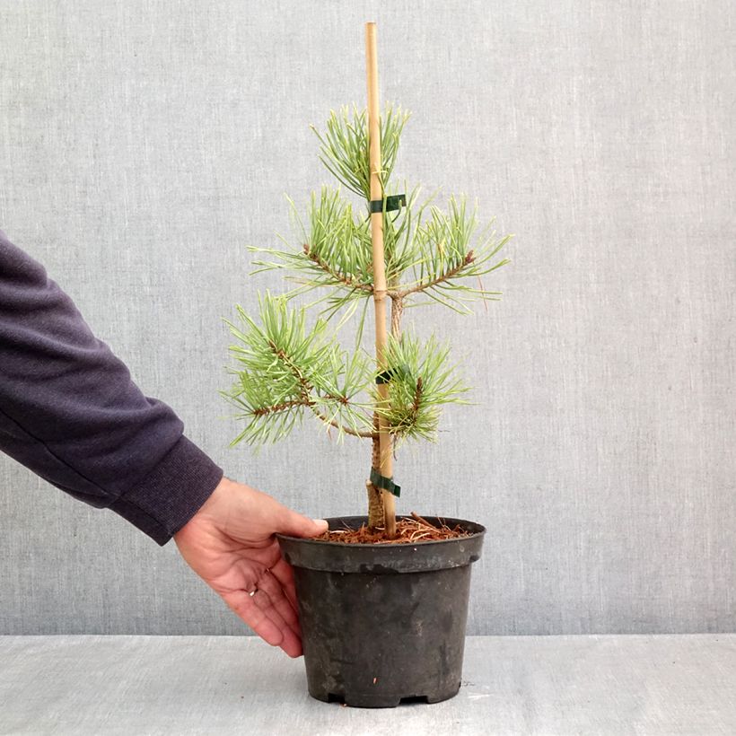Exemplar von Pinus sylvestris Wintergold - Wald-Kiefer Topf mit 3L/4L wie im Herbst geliefert