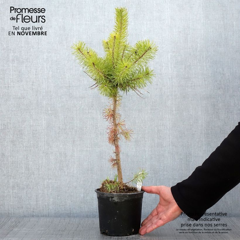 Example of Pinus sylvestris - Wald-Kiefer Topf mit 2L/3L as you get in automne