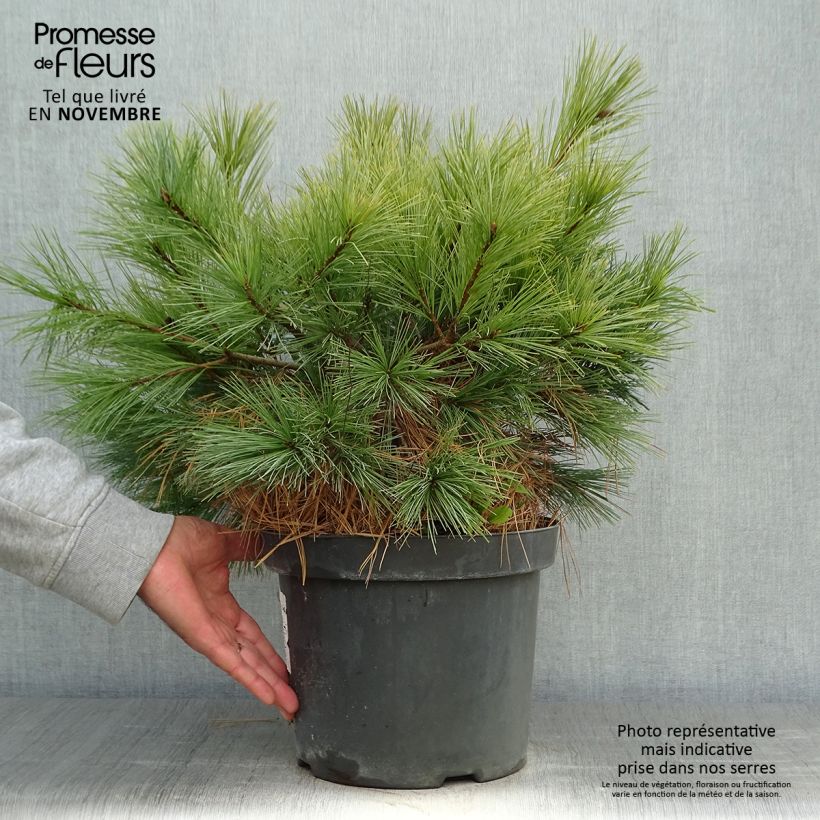 Example of Pinus strobus Blue Shag - Weymouths-Kiefer Topf mit 7,5L/10L as you get in automne