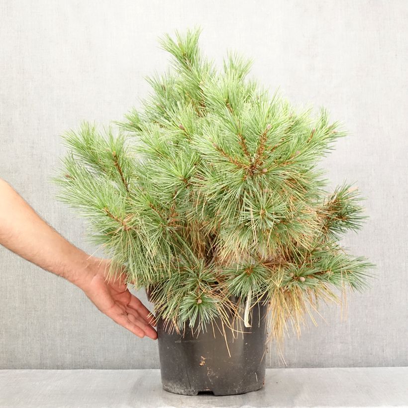 Exemplar von Pinus strobus Blue Shag - Weymouths-Kiefer Topf mit 7,5L/10L wie im Sommer geliefert