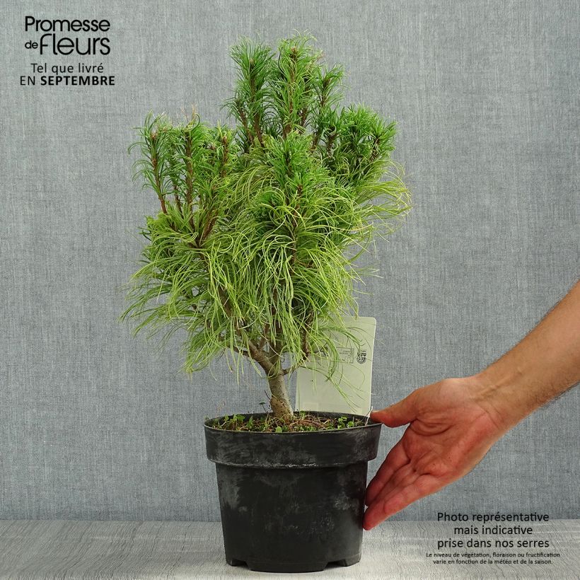 Example of Pinus strobus Tiny Kurls - Weymouths-Kiefer Topf mit 2L/3L as you get in ete