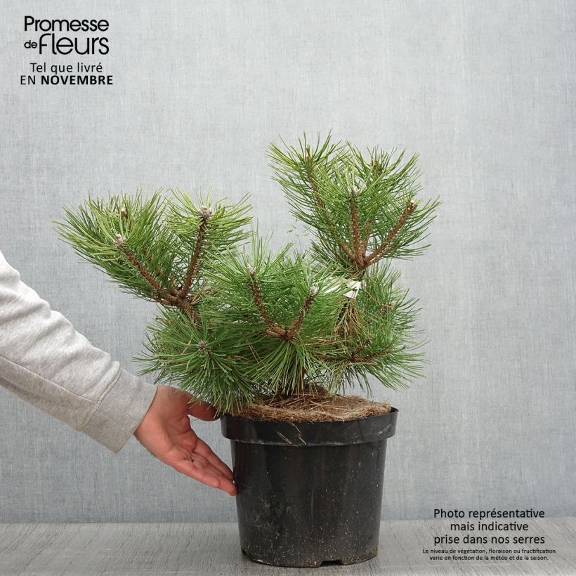 Example of Pinus densiflora Jane Kluis - Japanische Kiefer Topf mit 7,5L/10L as you get in automne