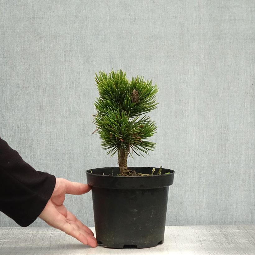 Example of Pinus heldreichii Schmidtii - Schlangenhaut-Kiefer Topf mit 2L/3L as you get in automne
