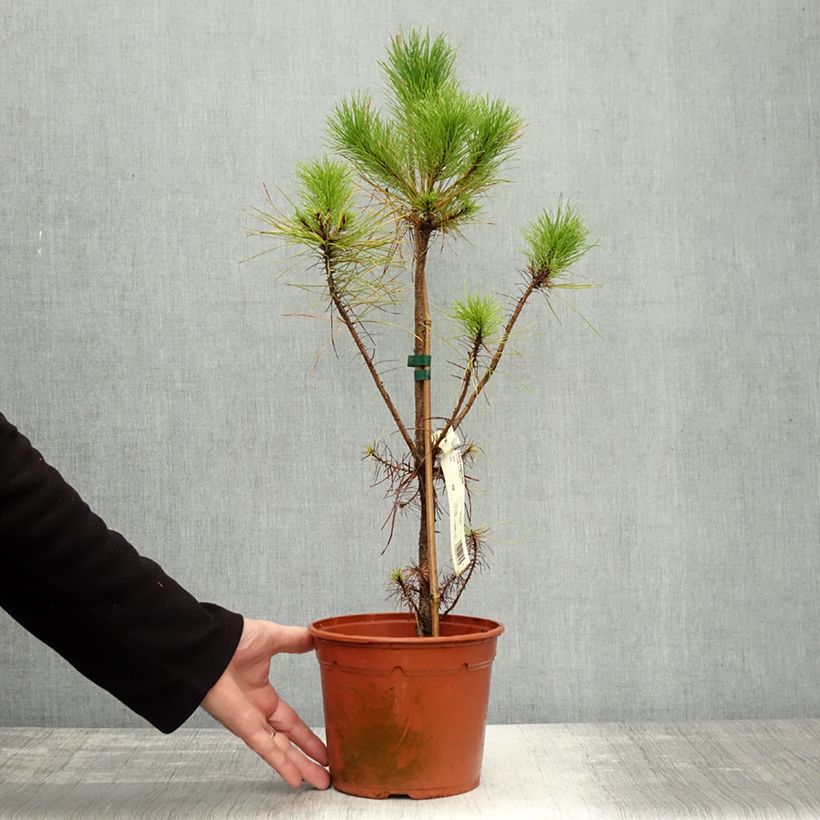 Example of Pinus insignis - Monterey-Kiefer Topf mit 2L/3L as you get in automne