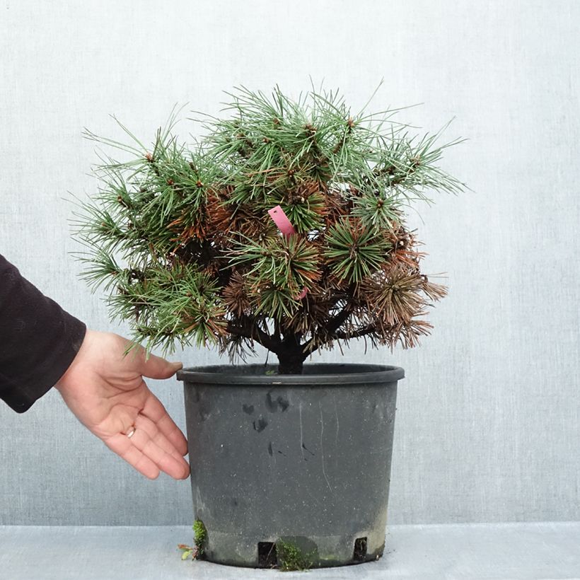 Exemplar von Pinus mugo Humpy - Bergkiefer Topf mit 7,5L/10L wie im Herbst geliefert