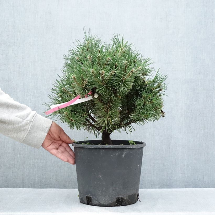 Example of Pinus mugo Humpy - Bergkiefer Topf mit 7,5L/10L as you get in ete