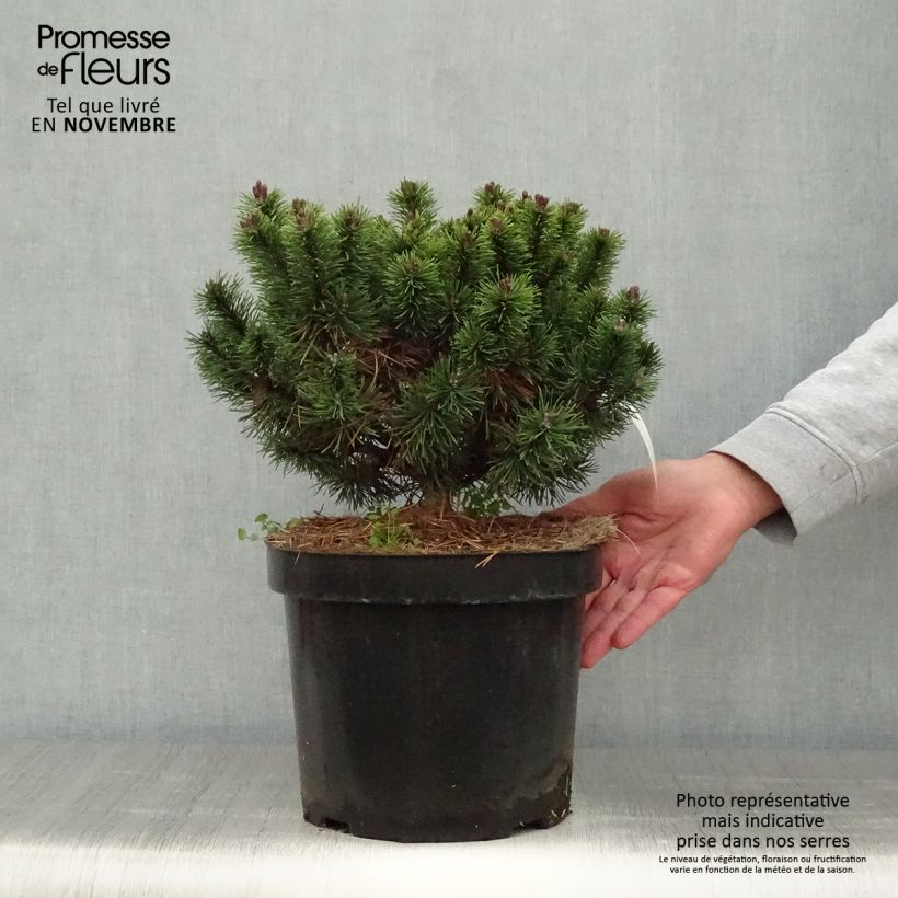 Example of Pinus mugo Mops - Bergkiefer Topf mit 4L/5L as you get in automne