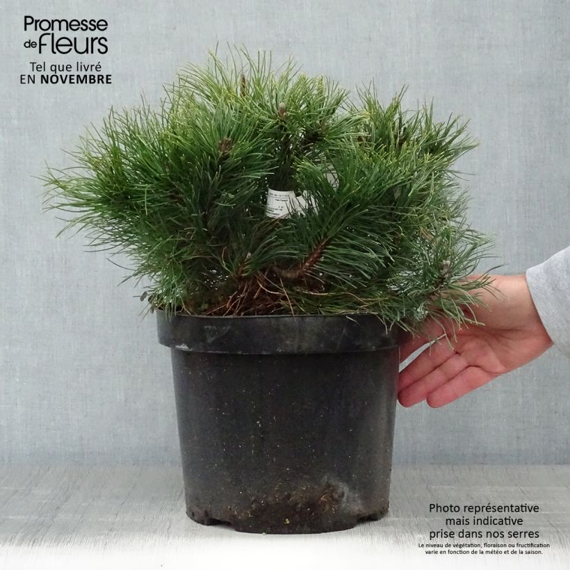 Example of Pinus mugo var.pumilio - Niedrige Krüppelkiefer Topf mit 7,5L/10L as you get in automne
