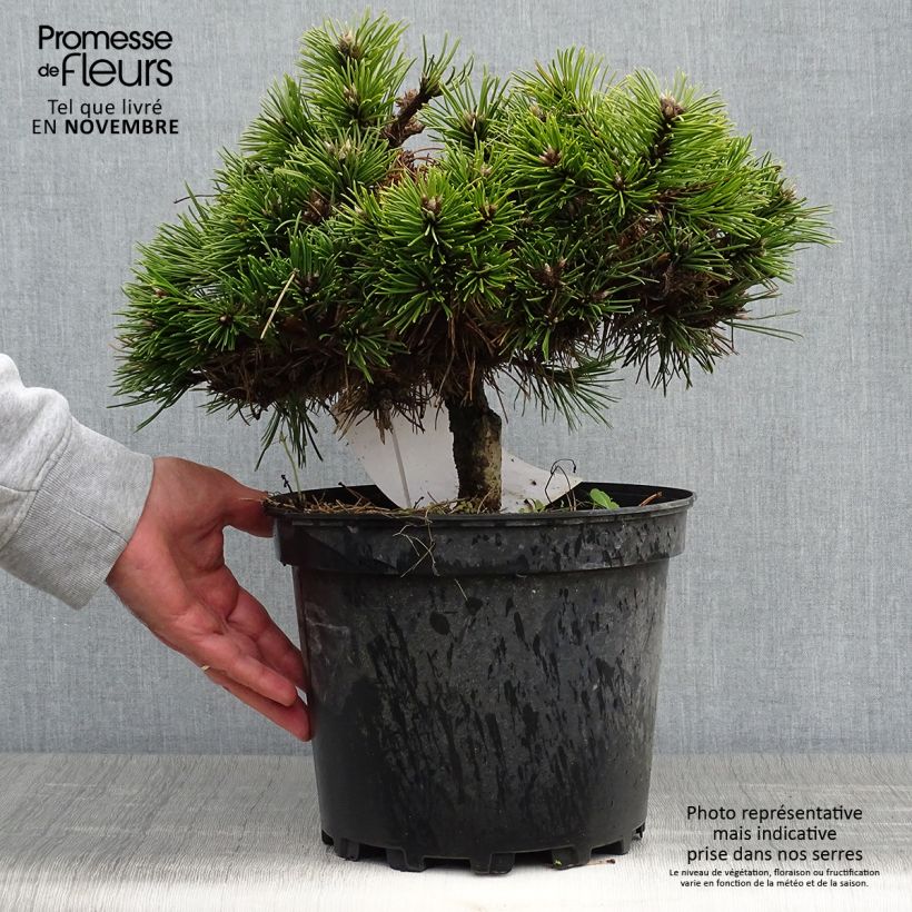 Example of Pinus nigra Agnes Brégeon - Schwarzkiefer Topf mit 6L/7L as you get in automne