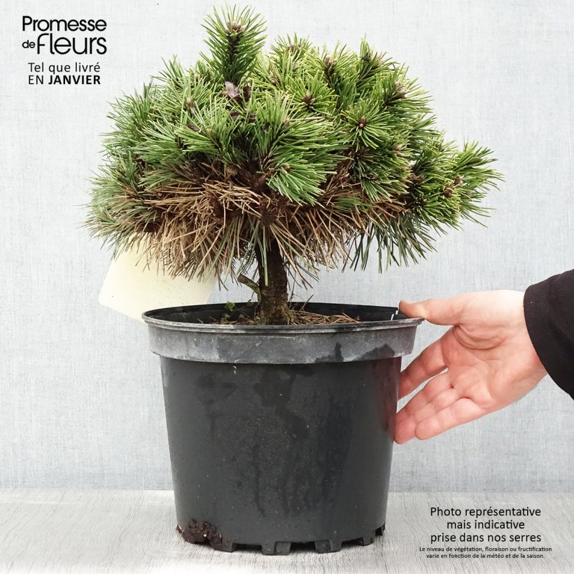 Exemplar von Pinus nigra Agnes Brégeon - Schwarzkiefer Topf mit 6L/7L wie im Winter geliefert
