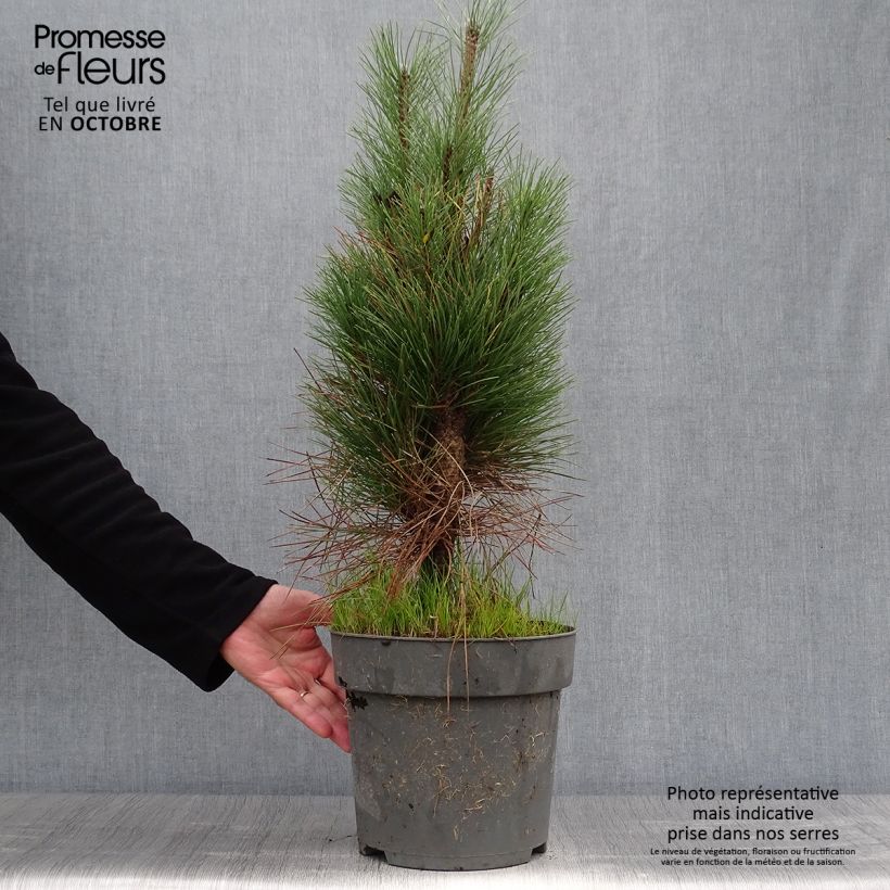 Example of Pinus nigra Green Tower - Schwarzkiefer Topf mit 7,5L/10L as you get in automne