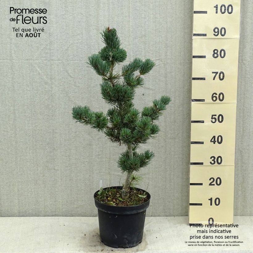 Example of Pinus parviflora Azumi Goye - Mädchen-Kiefer Topf mit 7,5L/10L as you get in ete