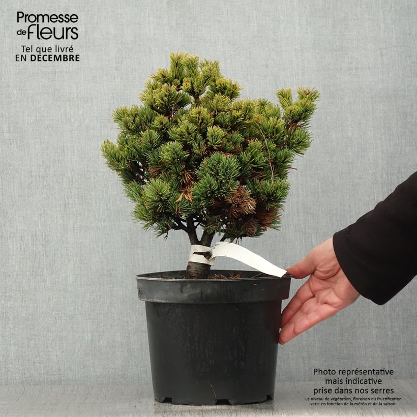 Example of Pinus parviflora Beran - Mädchen-Kiefer Topf mit 4L/5L as you get in automne