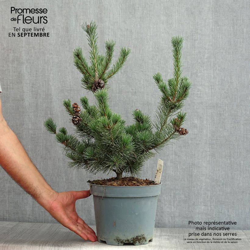 Example of Pinus parviflora Glauca - Mädchen-Kiefer Topf mit 4L/5L as you get in ete