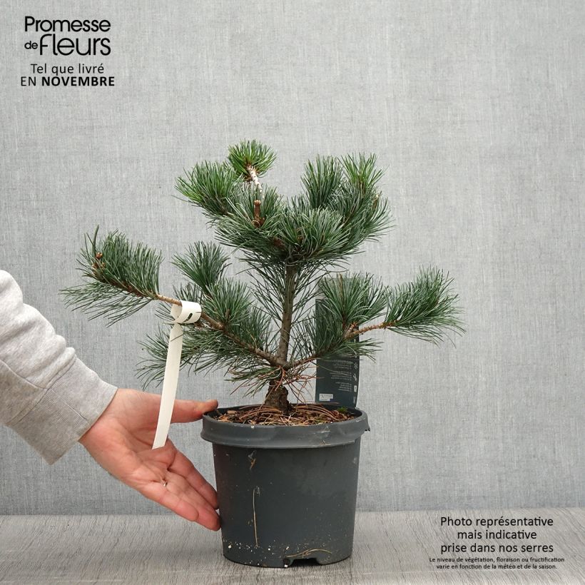 Example of Pinus parviflora Negishi - Mädchen-Kiefer Topf mit 4L/5L as you get in automne