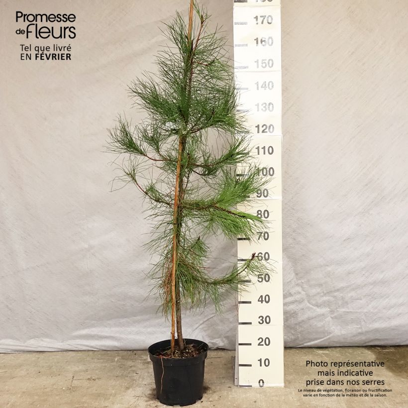 Exemplar von Pinus pinaster - See-Kiefer Topf mit 7,5L/10L wie im Winter geliefert