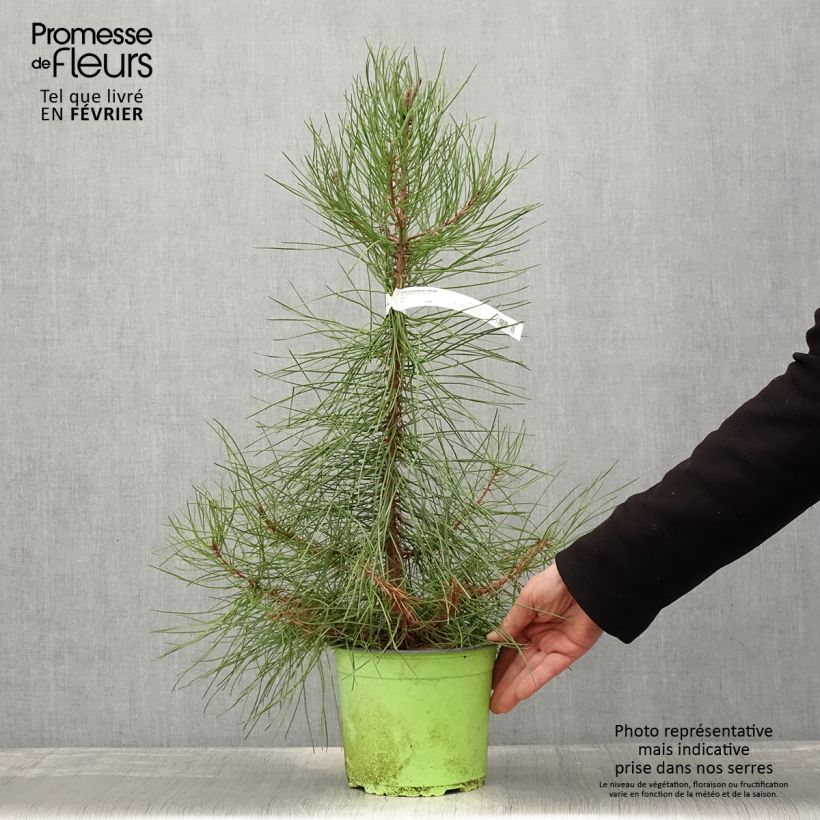 Exemplar von Pinus pinaster - See-Kiefer Topf mit 2L/3L wie im Winter geliefert