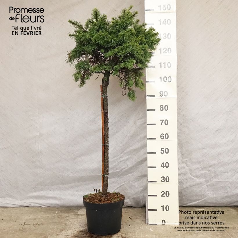 Exemplar von Pinus pinea - Pinie Topf mit 30L/35L wie im Winter geliefert