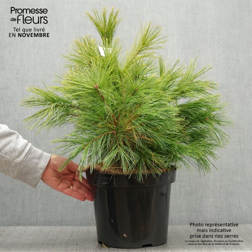Example of Pinus strobus Minima - Weymouths-Kiefer Topf mit 7,5L/10L as you get in automne