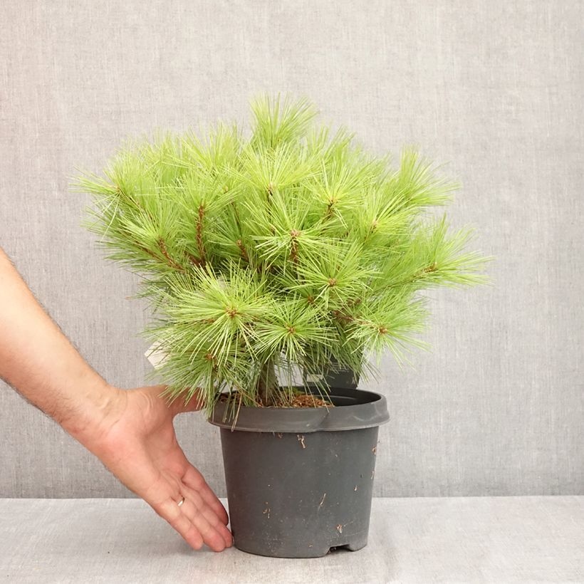 Example of Pinus strobus Minima - Weymouths-Kiefer Topf mit 2L/3L as you get in ete