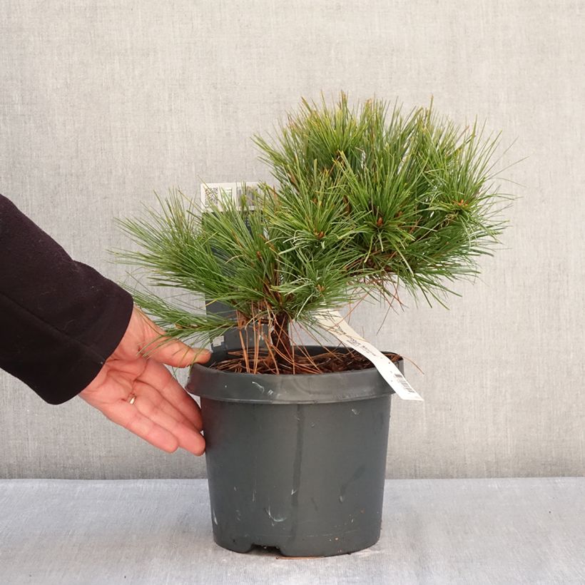 Exemplar von Pinus strobus Minima - Weymouths-Kiefer Topf mit 2L/3L wie im Winter geliefert
