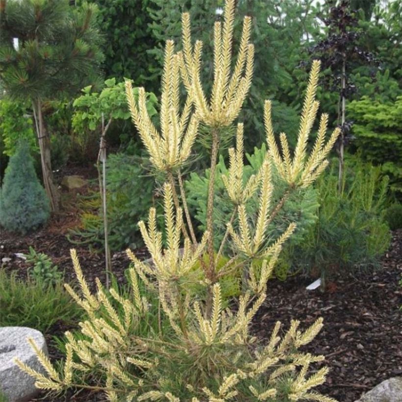 Pinus sylvestris Bialogon - Wald-Kiefer (Foliage)
