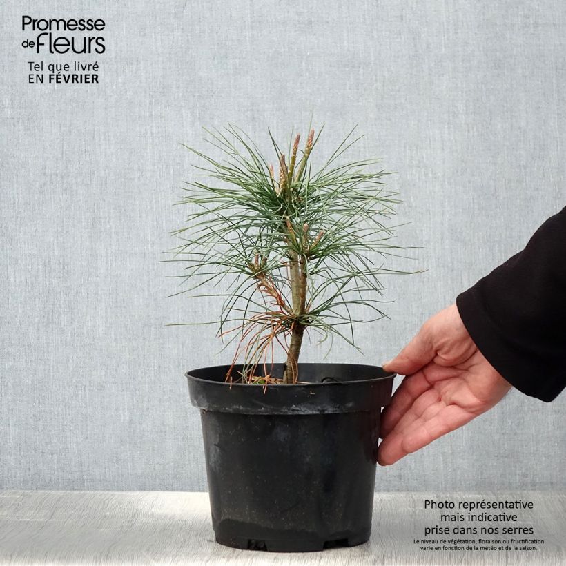 Example of Pinus wallichiana - Himalaya-Kiefer Topf mit 3L/4L as you get in hiver