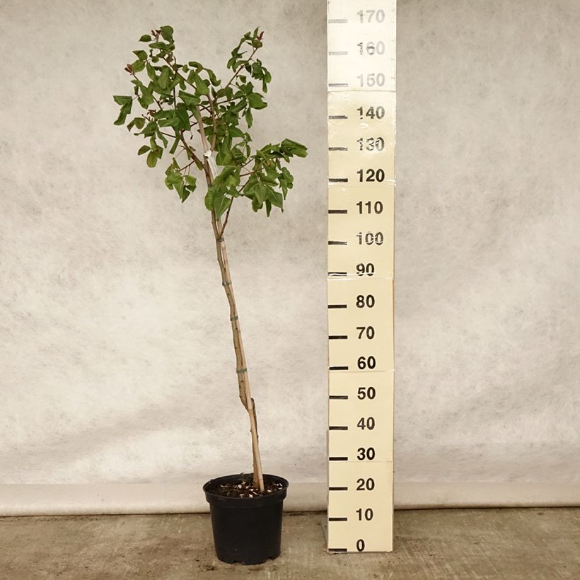 Example of Echte Pistazie Kerman - Pistacia vera Topf mit 7,5L/10L as you get in ete
