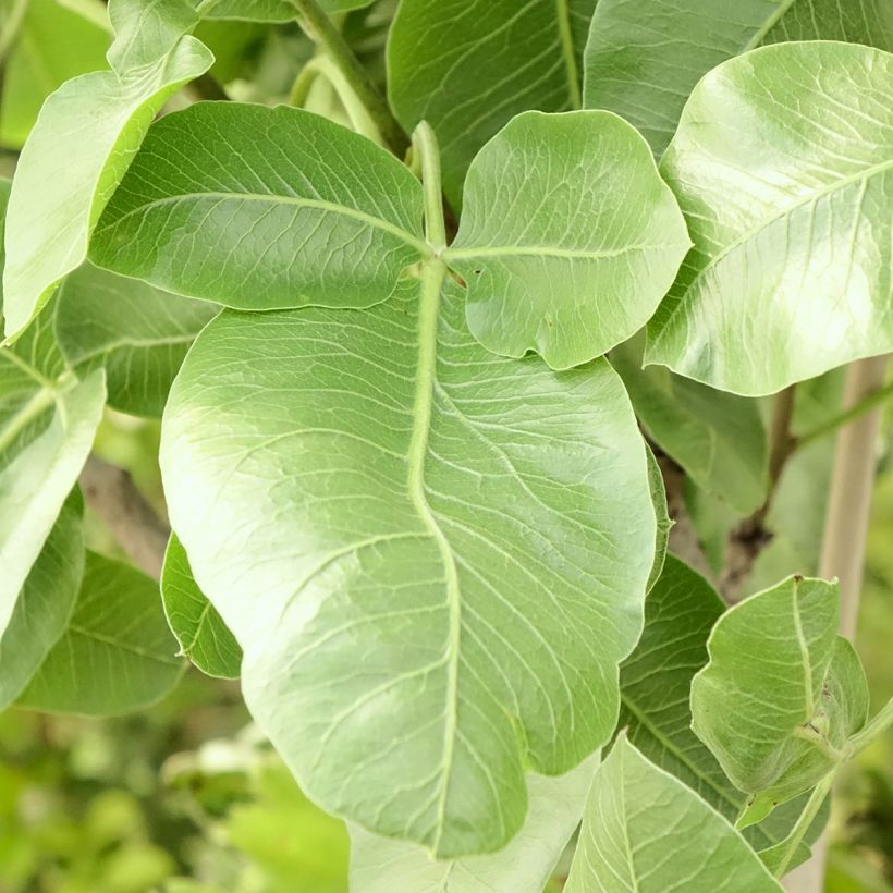 Echte Pistazie Peters - Pistacia vera (Laub)