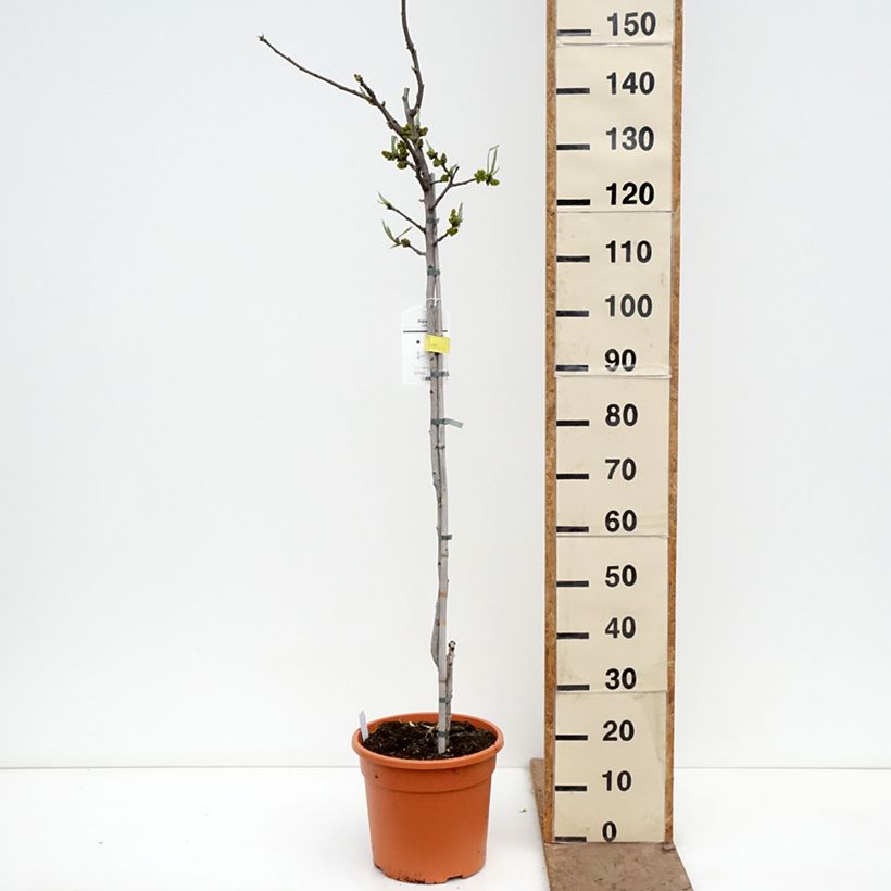 Exemplar von Echte Pistazie Peters - Pistacia vera Topf mit 7,5L/10L, Halbstamm wie im Frühjahr geliefert