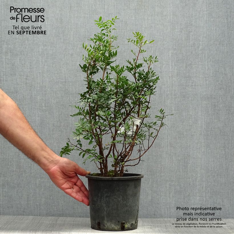 Example of Pistacia lentiscus - Mastixstrauch Topf mit 2L/3L as you get in automne