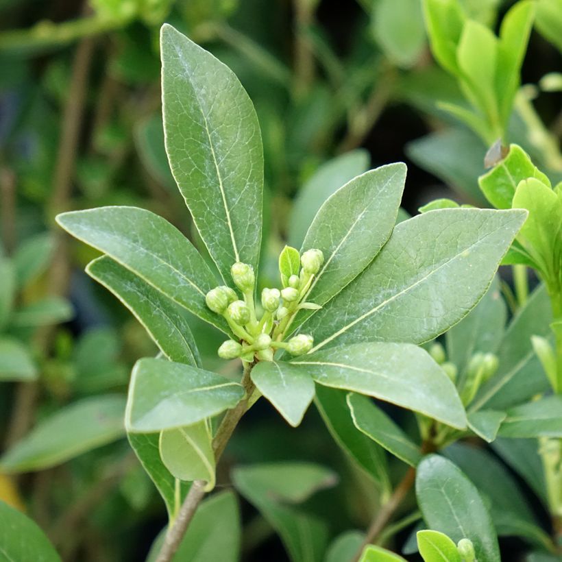 Pittosporum heterophyllum Quissac (Laub)