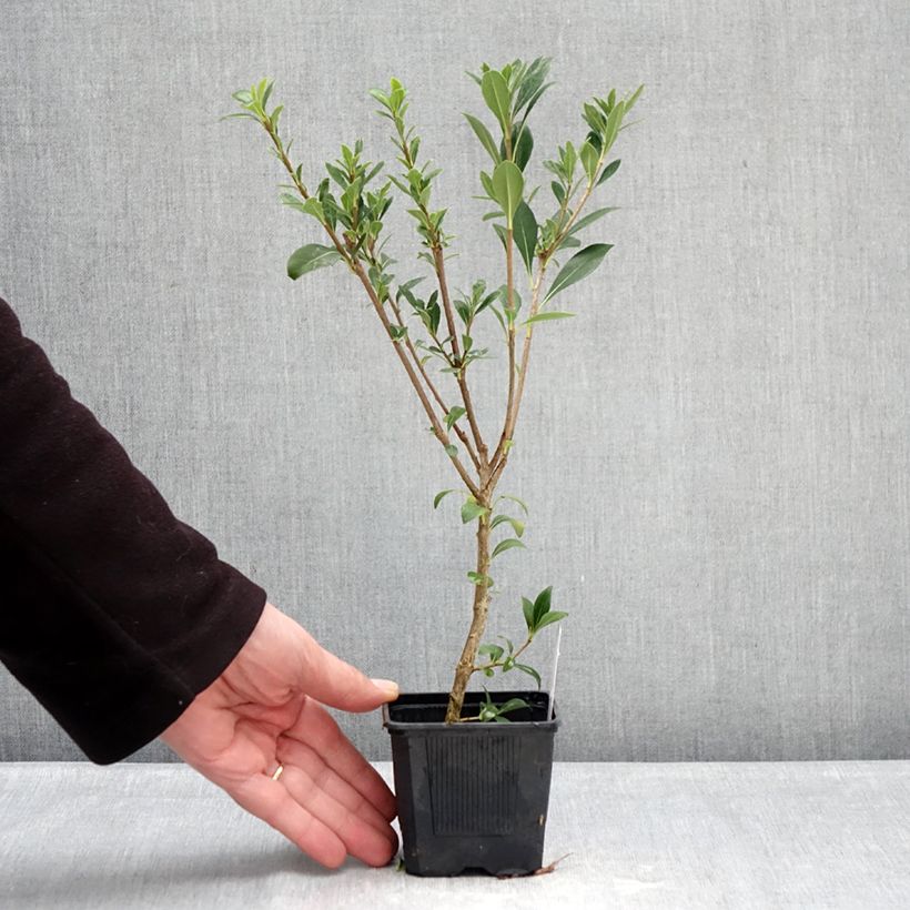 Exemplar von Pittosporum heterophyllum Quissac Kleine Töpfe von 8/9 cm wie im Winter geliefert