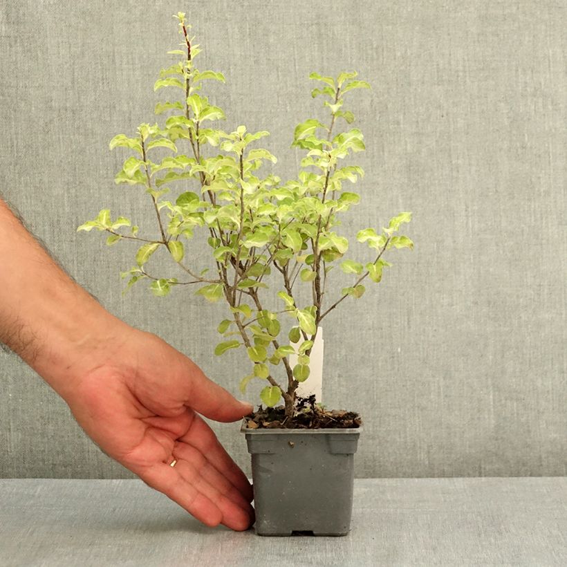 Exemplar von Pittosporum tenuifolium Abbotsbury Gold Kleine Töpfe von 8/9 cm wie im Sommer geliefert