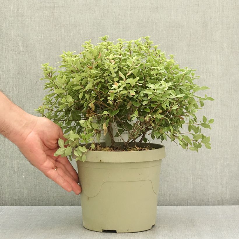 Exemplar von Pittosporum tenuifolium Beach Ball Topf mit 3L/4L wie im Sommer geliefert