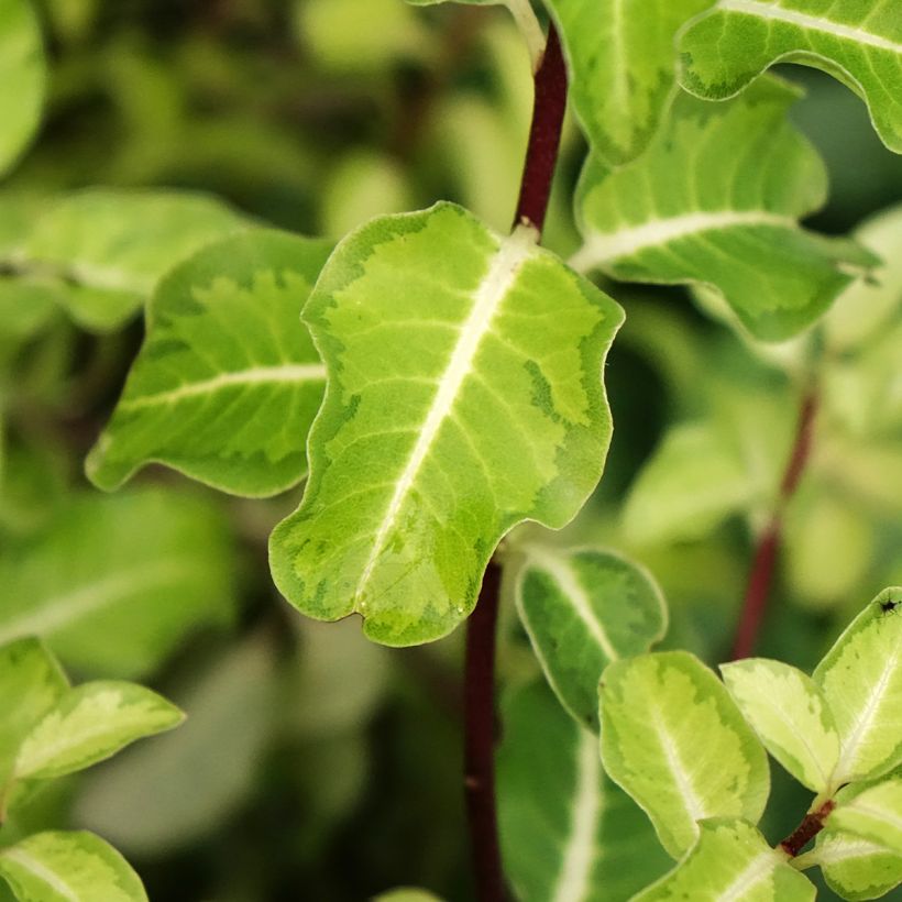 Pittosporum tenuifolium Brin de Soleil (Laub)