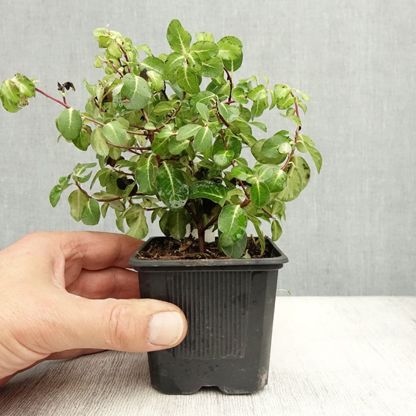 Example of Pittosporum tenuifolium Brin de Soleil Kleine Töpfe von 8/9 cm as you get in automne