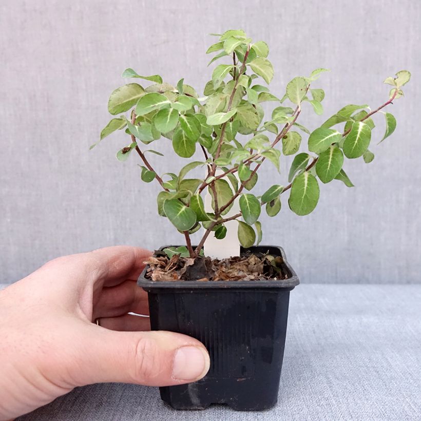 Exemplar von Pittosporum tenuifolium Brin de Soleil Kleine Töpfe von 8/9 cm wie im Winter geliefert