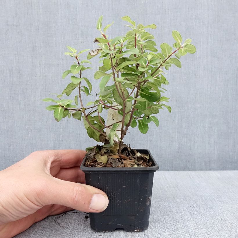 Exemplar von Pittosporum tenuifolium Brin de Soleil Kleine Töpfe von 8/9 cm wie im Frühjahr geliefert