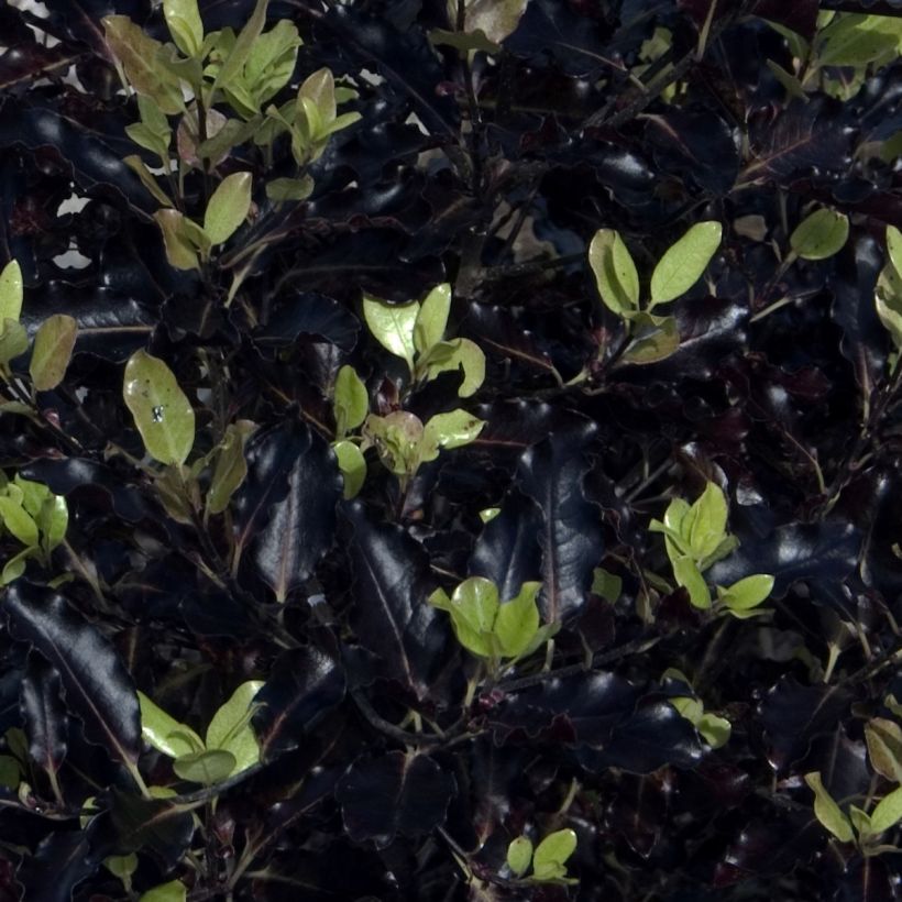 Pittosporum tenuifolium Dark Diva (Foliage)