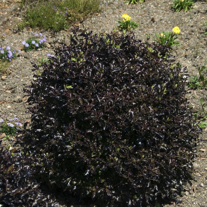 Pittosporum tenuifolium Dark Diva (Plant habit)
