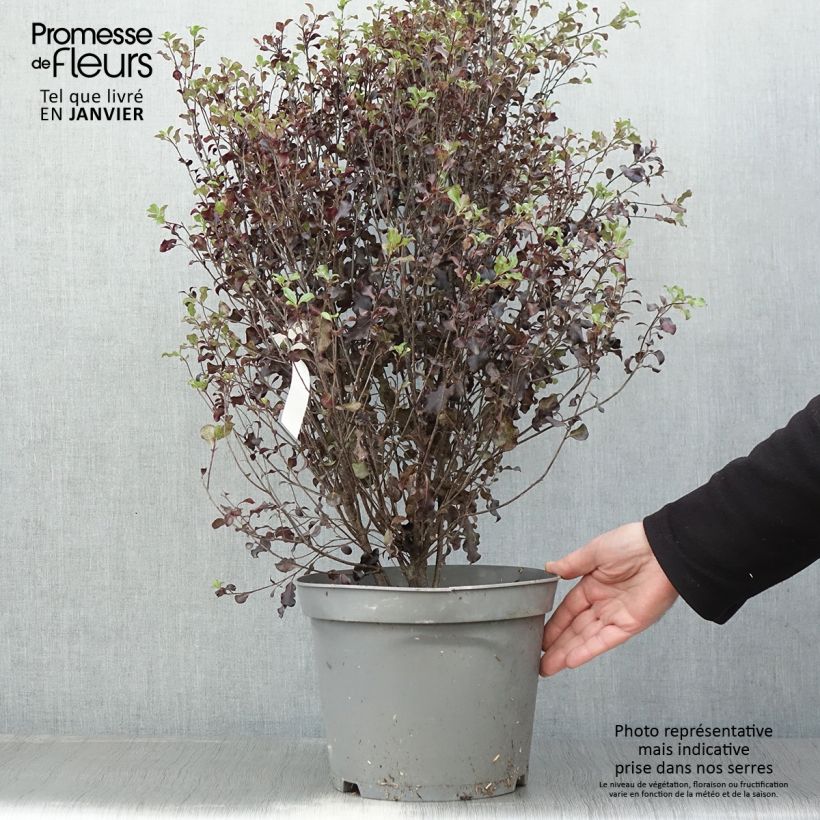Exemplar von Pittosporum tenuifolium Dark Diva Topf mit 4L/5L wie im Winter geliefert