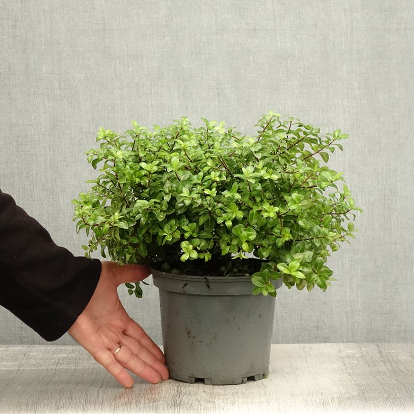 Example of Pittosporum tenuifolium Golden Ball Topf mit 2L/3L as you get in automne