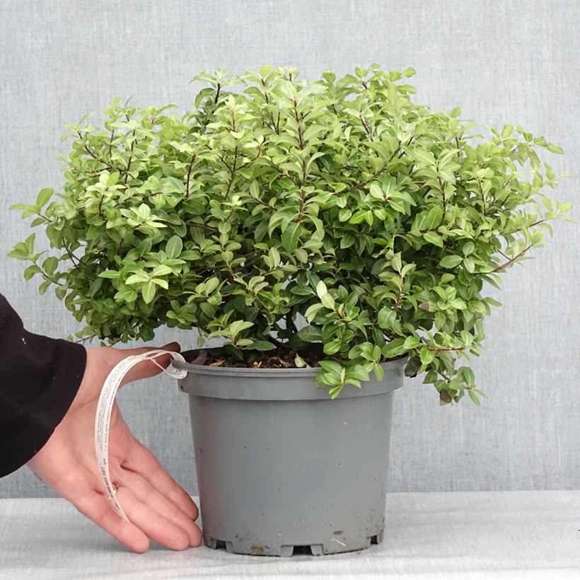 Exemplar von Pittosporum tenuifolium Golden Ball Topf mit 2L/3L wie im Winter geliefert