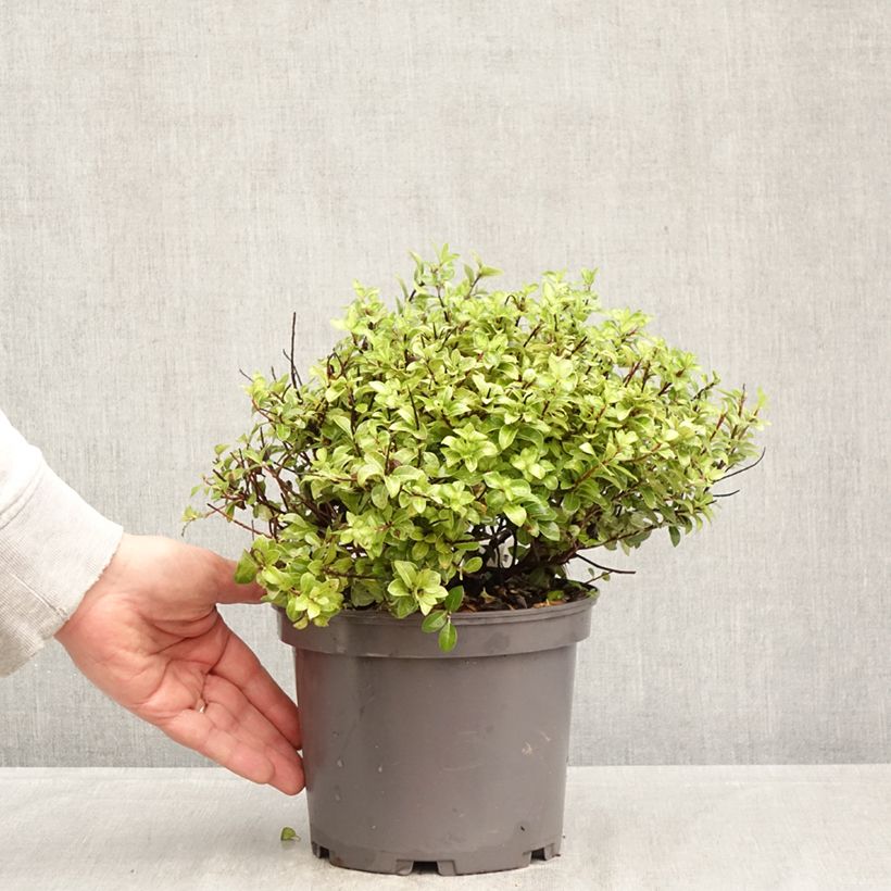 Exemplar von Pittosporum tenuifolium Golden Ball Topf mit 2L/3L wie im Frühjahr geliefert
